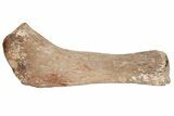 Fossil Plesiosaur Humerus - Asfla, Morocco #199976-3